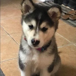 Meet your Posher, Jacynthe